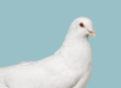 White dove bird