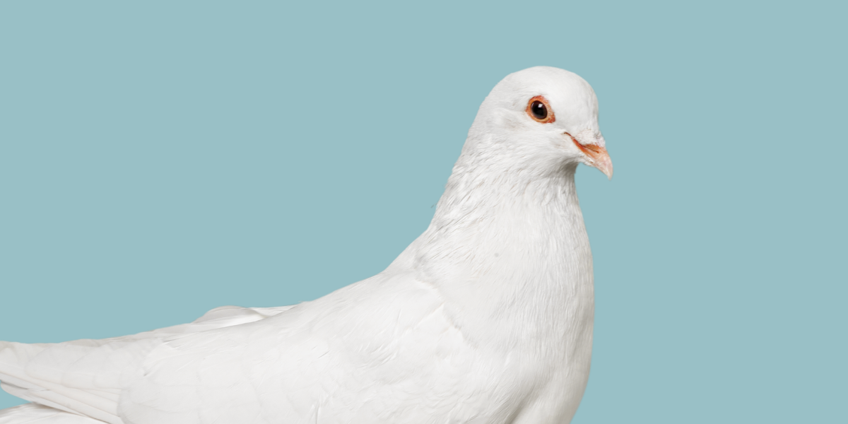 White dove bird