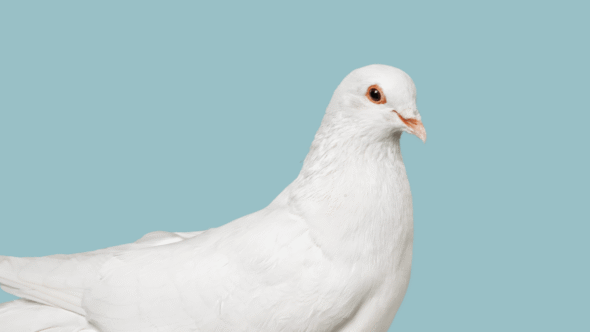 White dove bird