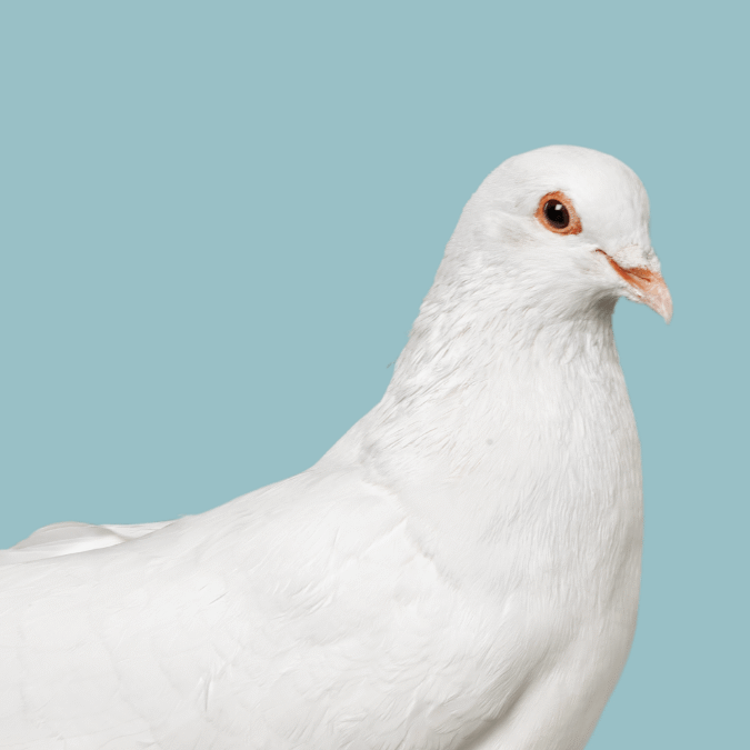 White dove bird